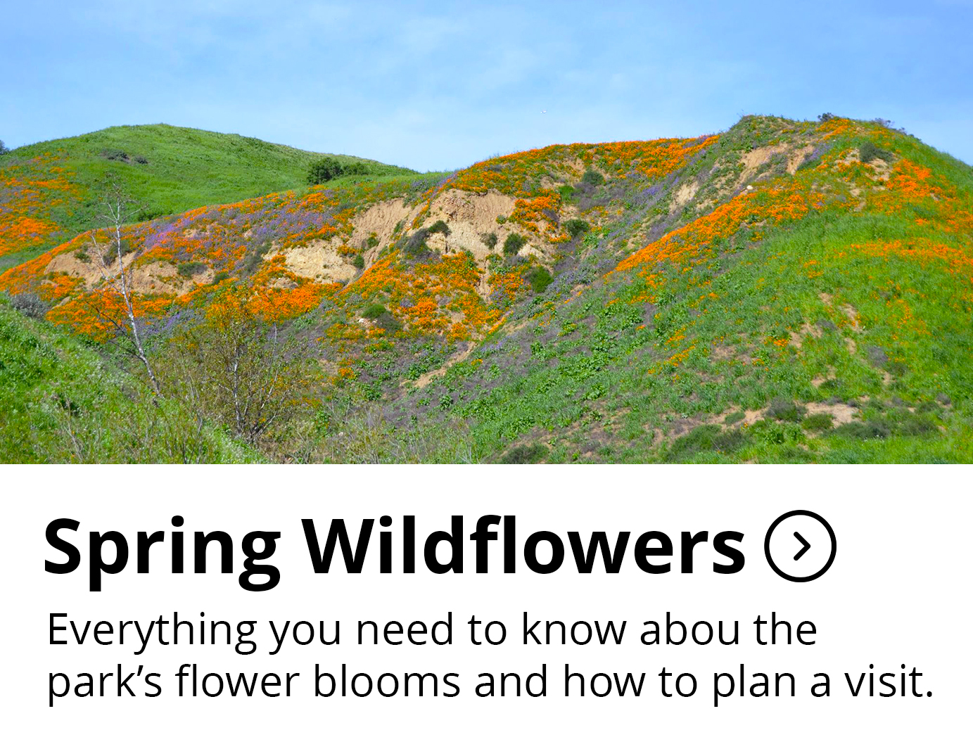 Spring Wildflowers Button